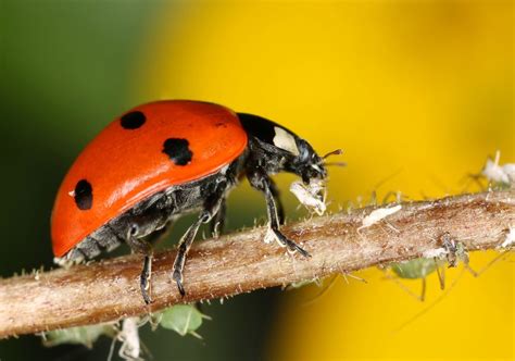 6 surprising facts about ladybugs | MNN   Mother Nature ...