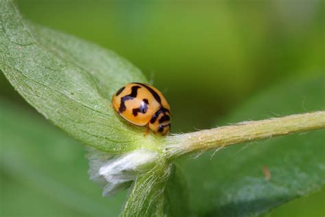 6 surprising facts about ladybugs | MNN Mother Nature ...