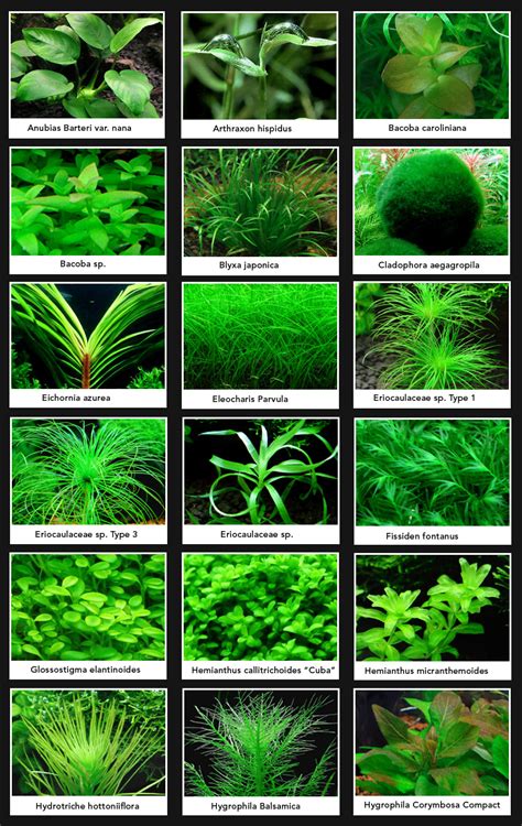 60 Carpet Carpeting Live Aquarium Plants | Aquariums ...