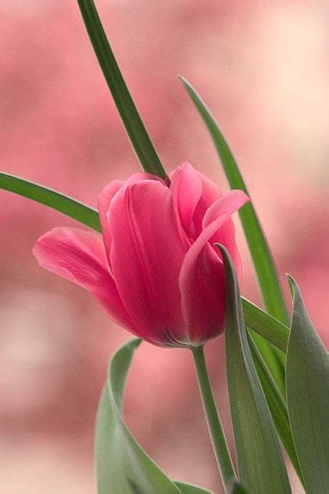60 fotografías de las flores más hermosas del mundo ...