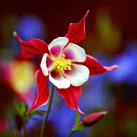 60 fotografías de las flores más hermosas del mundo