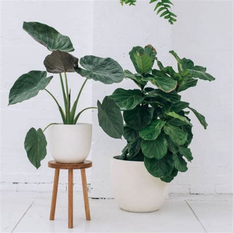 62 Incredible Indoor Plant Ideas   Wartaku.net