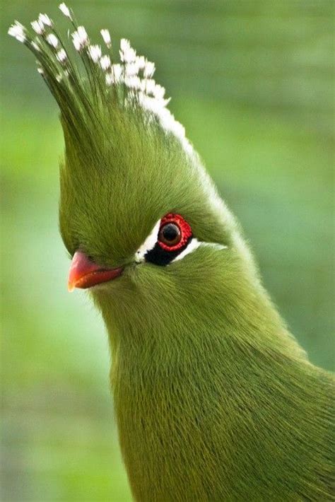 644 best images about BIRDS MUSOPHAGIFORMES  turaco, go ...