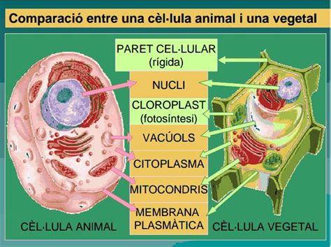 6è A i B del CEIP l Urgell: Naturals: La cèl·lula ...