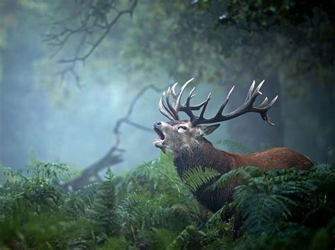 7 best Beautiful Nature images on Pinterest | National ...