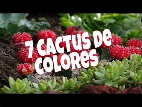 7 Cactus De Colores   YouTube