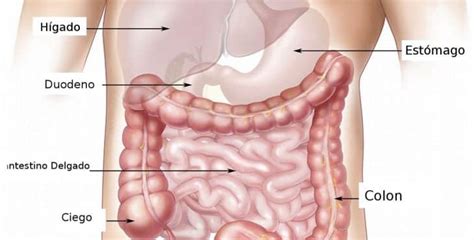 7 claves sobre los pólipos en el colon y el cáncer