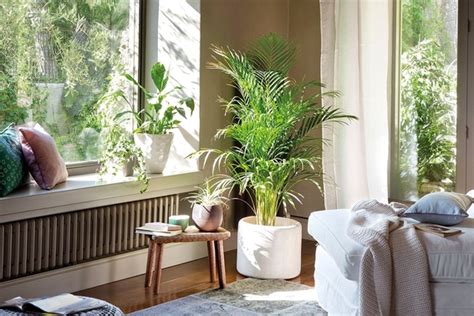 7 consejos de decoración con plantas para interiores y ...