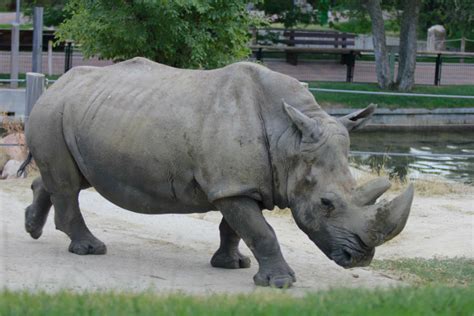 7 cosas que no te puedes perder si visitas el Zoo de Madrid