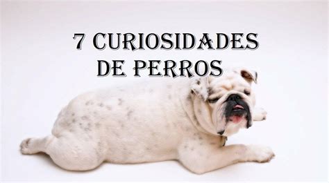 7 curiosidades e imágenes de perros   Información sobre ...