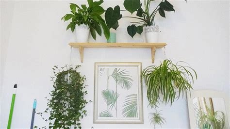 7 formas de decorar con plantas de interior