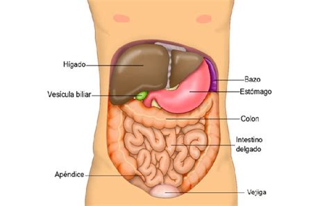 7 órganos no vitales del cuerpo humano | NotiFresh.com
