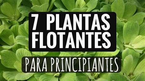 7 PLANTAS ACUATICAS PARA TU ACUARIO DE AGUA DULCE ...