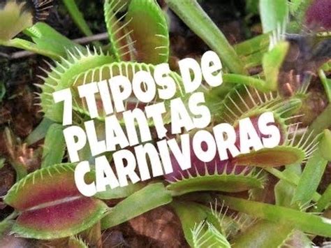 7 Tipos De Plantas Carnívoras   YouTube