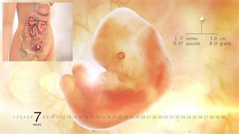 7 Weeks Pregnant Fetus | www.pixshark.com   Images ...