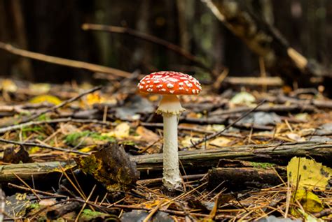 70 Totally Amazing Common Names for Fungi | Mental Floss