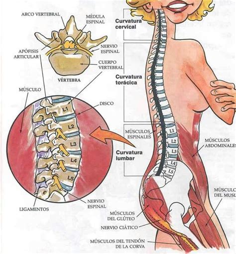 79 best images about L5 S1 Hernia Discal on Pinterest | Si ...