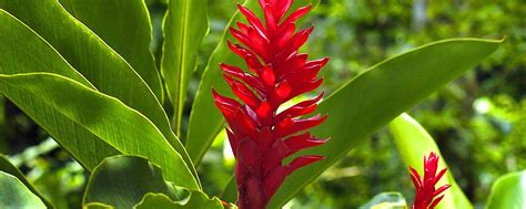 8.000 especies de plantas tropicales   República Dominicana
