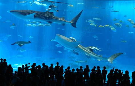 8 Aquariums You Can Only Visit in Japan | tsunagu Japan