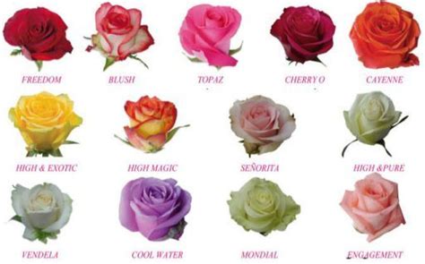 8 best images about caracteristicas de las flores on ...
