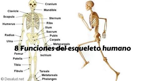 8 Funciones del esqueleto humano Tu Blog de salud y vida