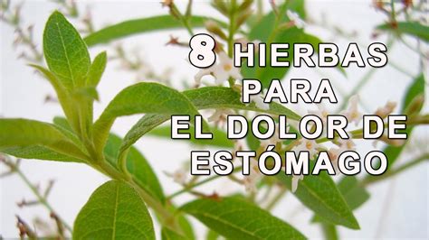 8 Hierbas para el Dolor de Estómago   Plantas Medicinales ...