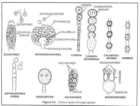 8 Important Characters of Fungi  With Diagram