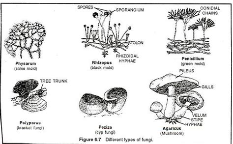 8 Important Characters of Fungi  With Diagram
