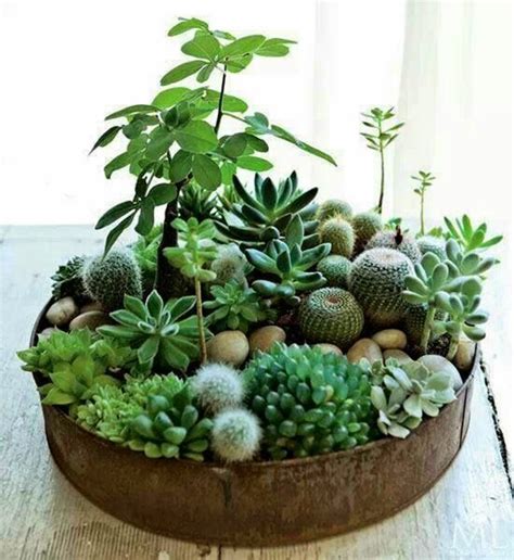 8 Plantas que deberías tener.   Salud y Bienestar   Taringa!