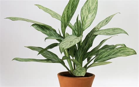 8 Super Cute Indoor Plants to Buy Right Now | Gold Coast ...