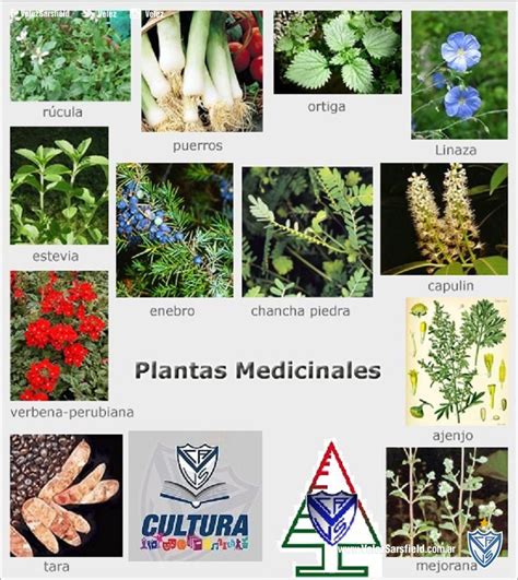 85+ [ Plantas Medicinales Con Sus Nombres Imagui ...