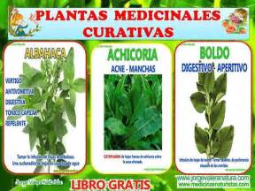 86 best Plantas medicinales images on Pinterest ...
