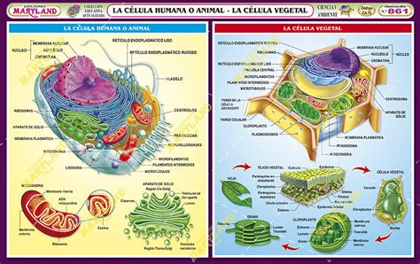 861. Célula vegetal, célula animal – maryland