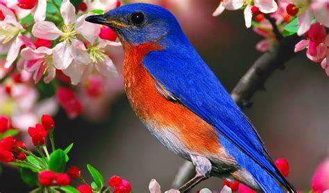 9 Bird animals colorful animals 231 :: Colorful Birds Hd ...