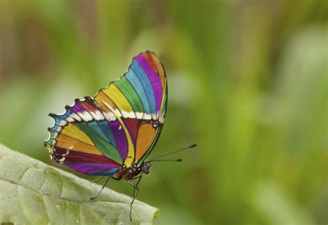 9 cosas sorprendentes sobre las mariposas que no deberías ...