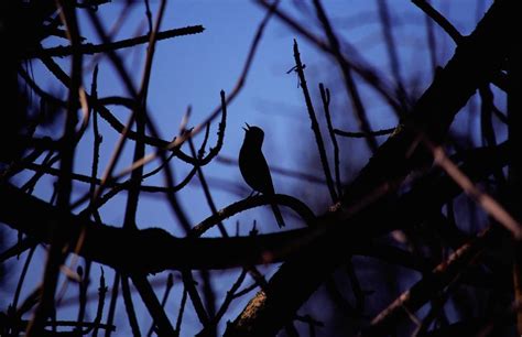 9 eerily beautiful songs of night birds | MNN Mother ...