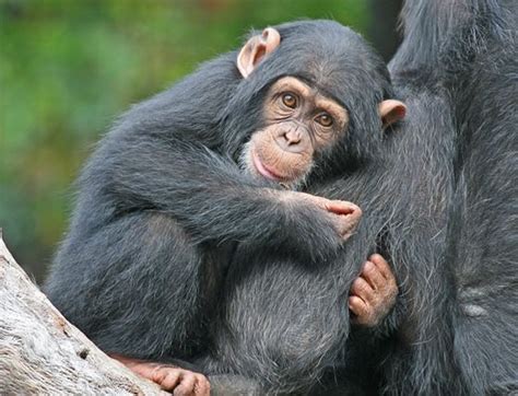 9. Los primates son un orden de mamíferos al que ...