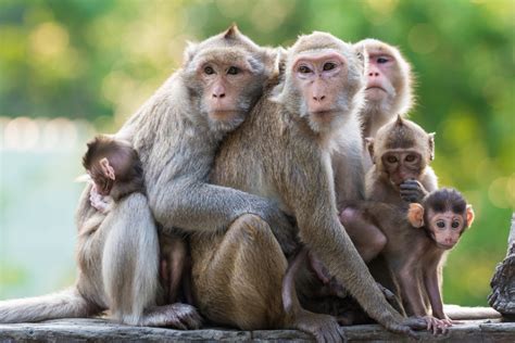 9 monkey phrases and their meanings   OxfordWords blog