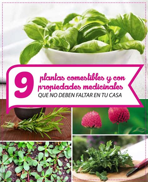 9 plantas comestibles y con propiedades medicinales que no ...