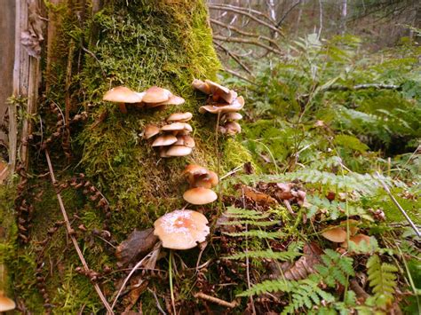 90 ejemplos de reino fungi y definición   Yavendrás