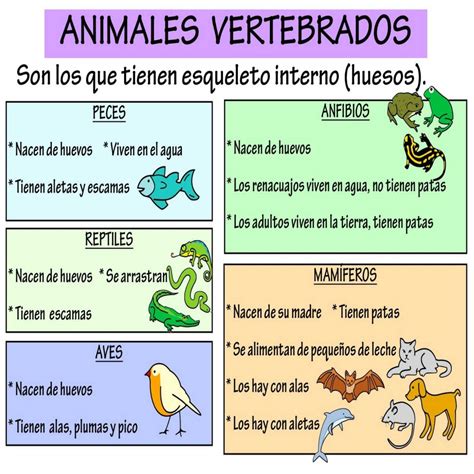 99+ ideas Dibujos De Animales Mamiferos Para Imprimir on ...