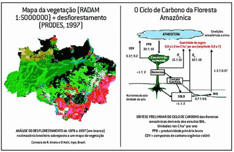 A Amazônia e o carbono atmosférico | Scientific American ...