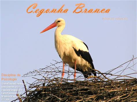 A andorinha e o corvo: Aves migratórias em Portugal ...