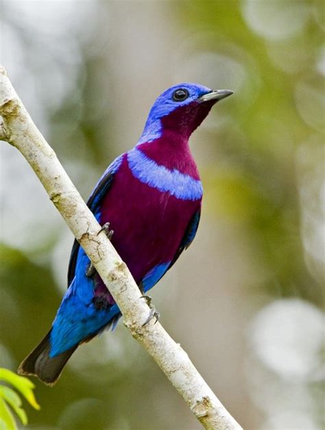 A ave mais bonita do Brasil | Brasil das Aves | pássaros ...