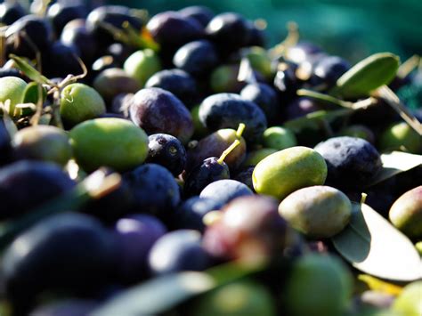 A Beginner s Guide to Olives: 14 Varieties Worth Seeking ...