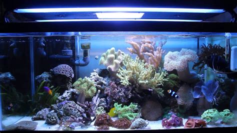 A Beginners’ Guide to the Best Choice for Aquarium Corals