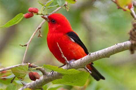 A Cup of Joe That’s Also Good for the Birds | Smithsonian ...