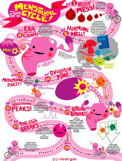 A entender el ciclo menstrual… por fin! – | ¿Have U had ...