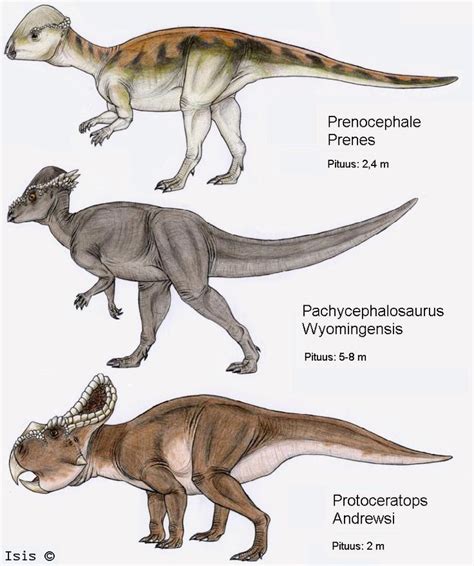 A group of Marginocephalia  a type of dinosaur . | Dino ...