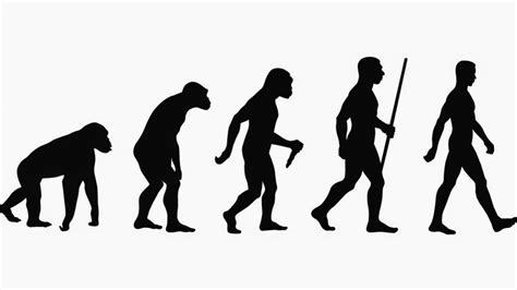 A hombros de gigantes Evolución humana y selección ...